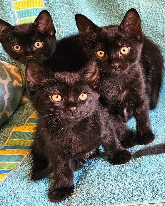Gatinhos bébes para doação