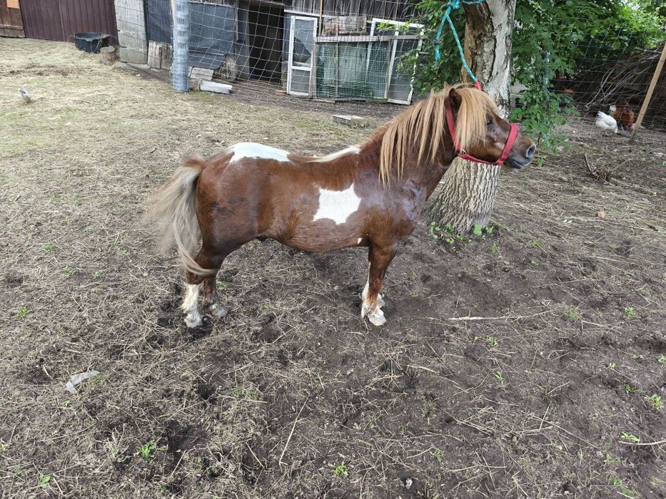 Klacz kasztanka i ogier srokaty