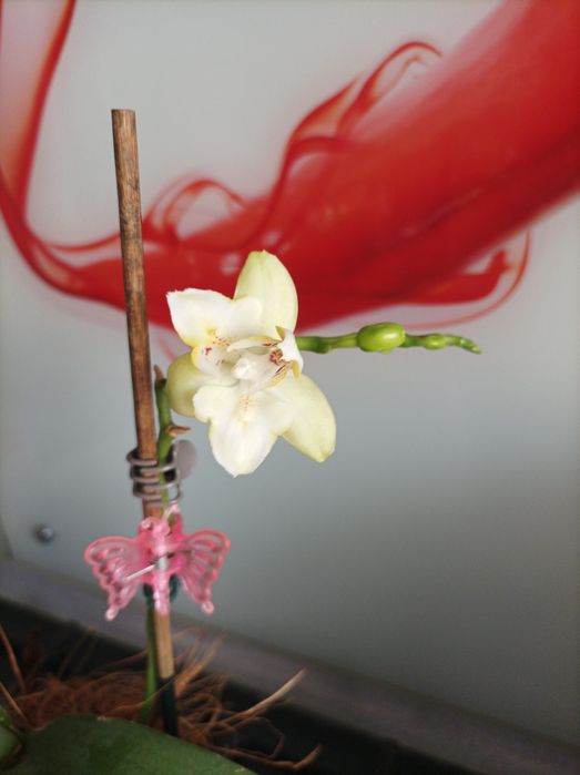 Орхідея бабочка Golden Dawn