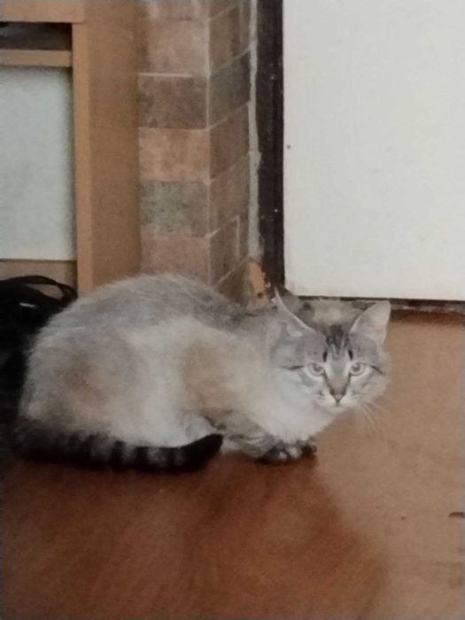Гарний котик шукає господарів