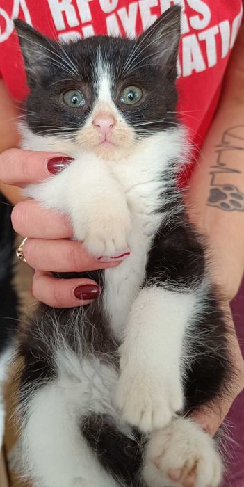 kociak 3 mies matylka z fundacji kocia szansa