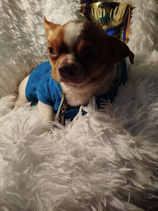 Мальчик чихуахуа белый с рыжиа нам 2 год ищем заботливые руки