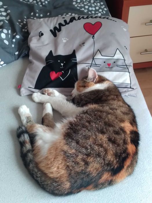 Zaginęła kotka Zuzanka