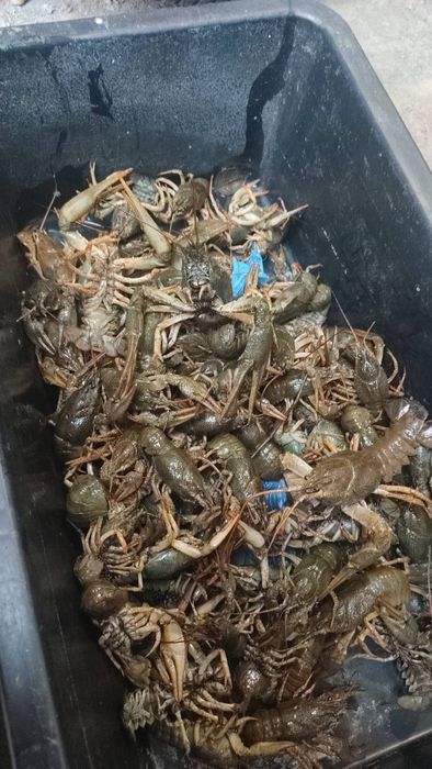 Продам живі  раки