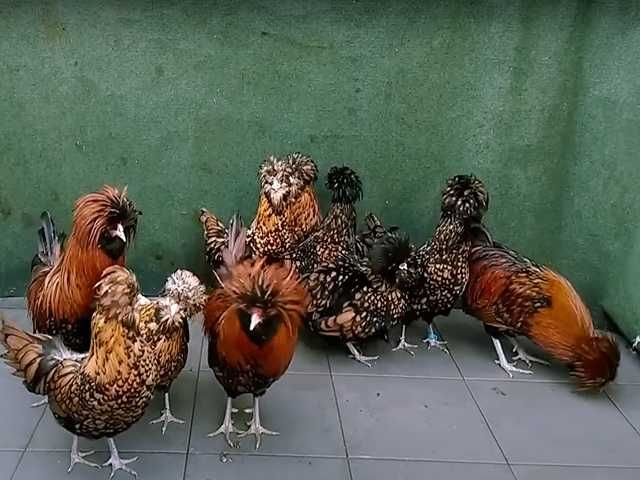 Яйце на інкубацію, курчата, Падуан: золото, фарфоровий.