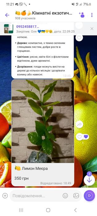 Лимон , мандарин, лайм , кумкват, апельсин інше