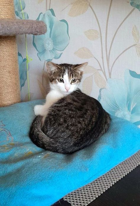 Маленький котёнок мальчик табби ищет дом! котята в хорошие руки!