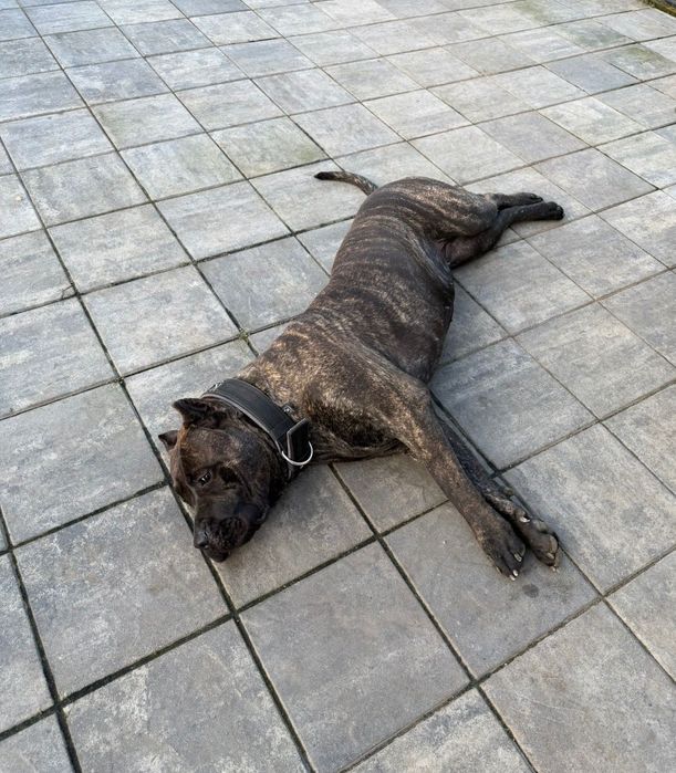 Presa Caniario roczna Sunia / Dog Kanaryjski