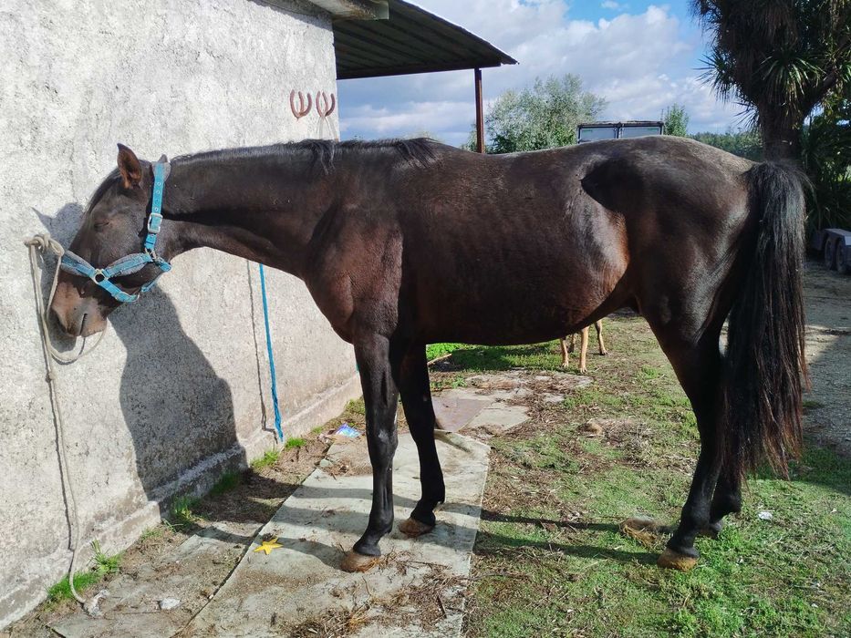 Poldro PSl muito manso