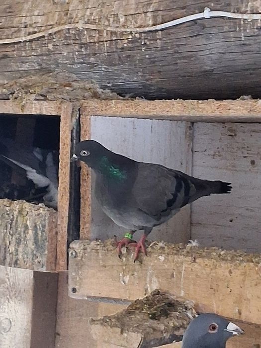 Gołębie, samiczka egierska