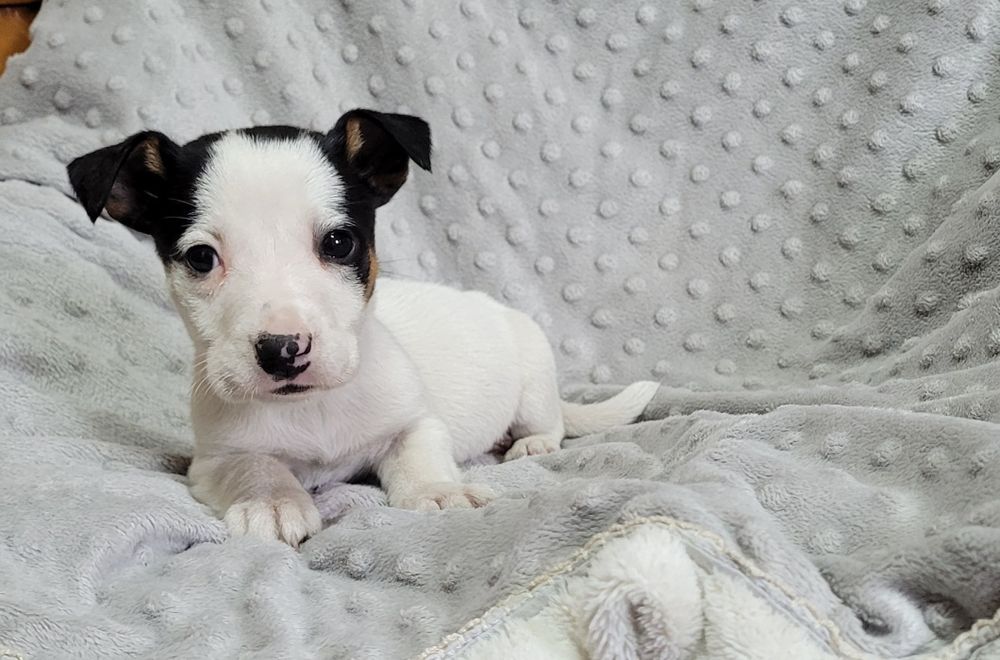 Jack russel macho