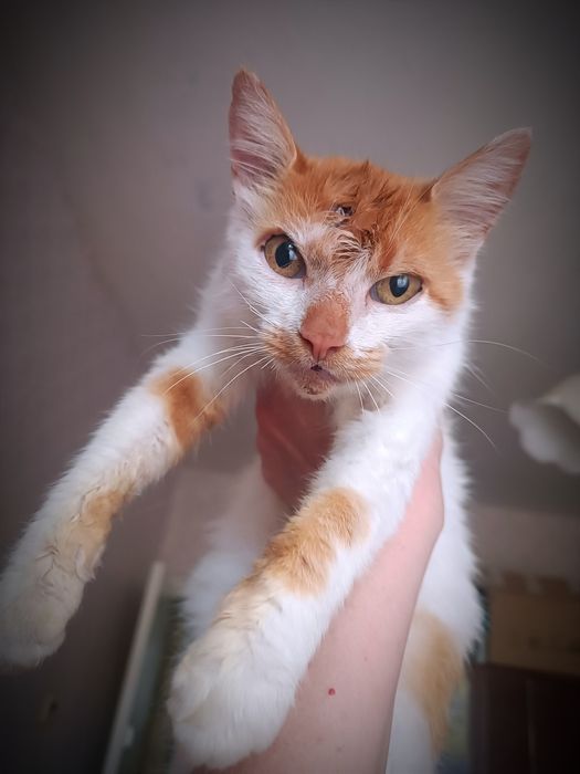 Киця, кішечка,кіт. Дуже хороша дівчинка