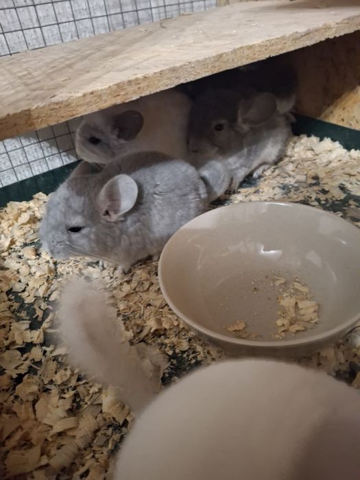 szynszyle różnego koloru