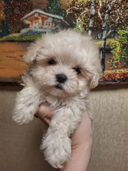 Мальтипу ф1 мини размера!