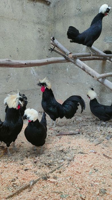 Ovos paduana camurça, Appenzeller, Pequim e Sultanas, sebright dourada