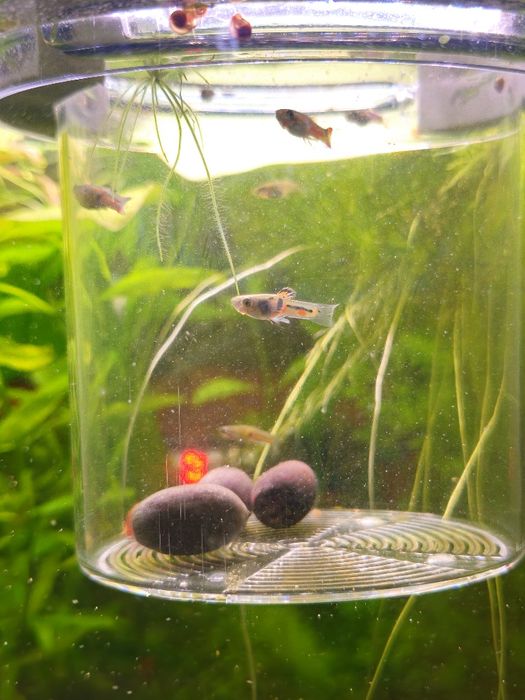 Guppy enlder macho laranja