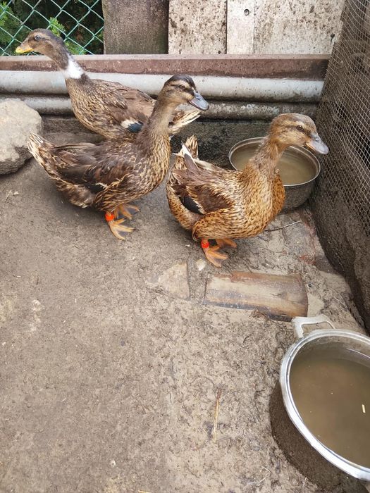 Kaczki krótkodziobe mieszanka staropolskiej z call duck