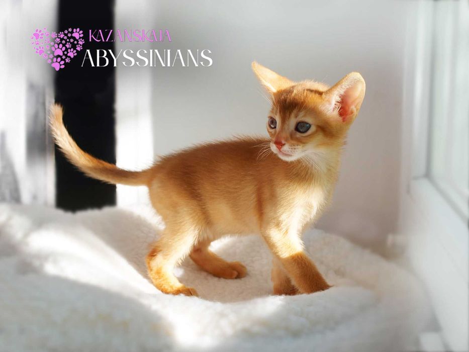 Абісинська кішка хлопчик сорель