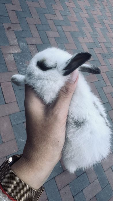 Кролик декоративний