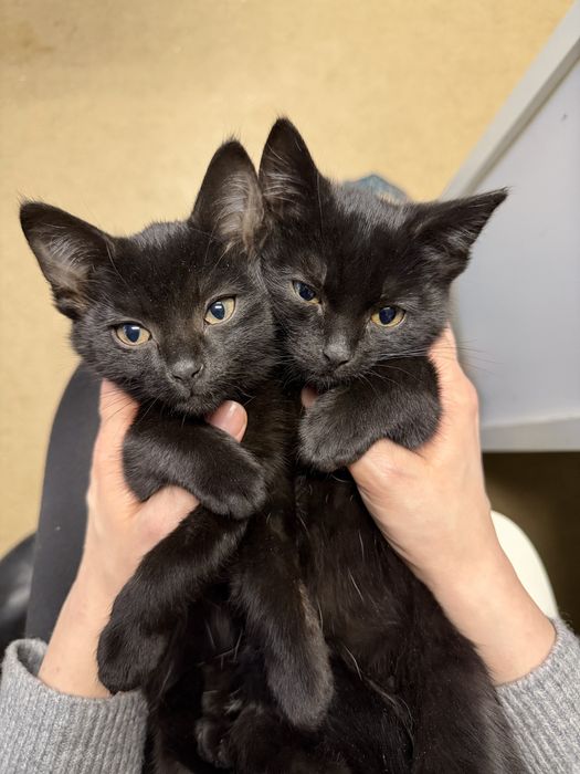 Marcyś i Marcysia - małe, zdrowe, domowe kotki szukają wspólnego domu