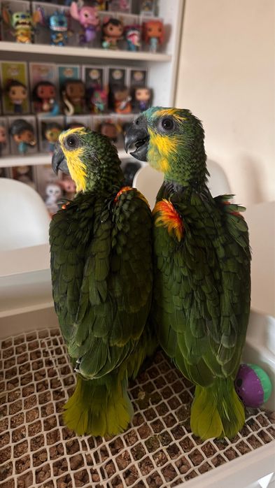Papagaio amazonas aestiva macho com 4 meses