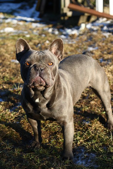 Французський бульдог запрошує наречених.