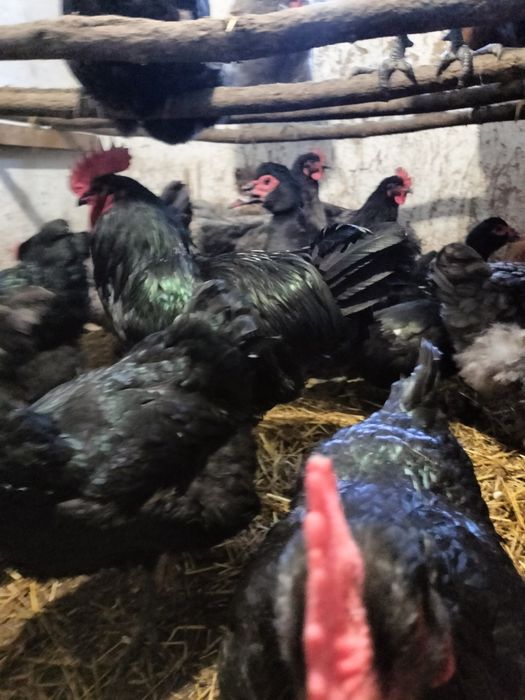 Продам инкубационное яйцо курей породы Джерсийский гигант