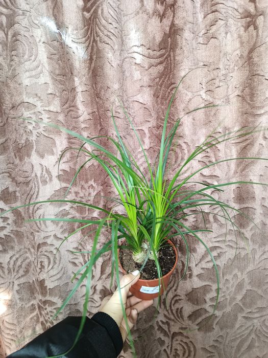 Нолина бокарнея слоновая ножка