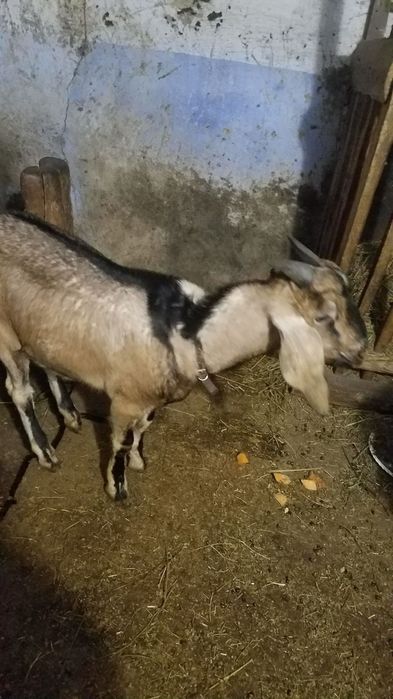 Цапок 100 % нубієць