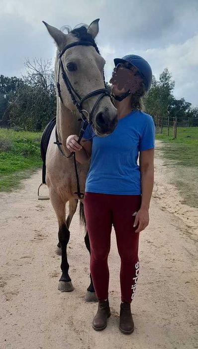 Linda égua cruzada baia montada