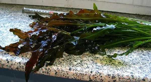 Акваріумні рослини (Німфея карликова або німфея Сантарем)