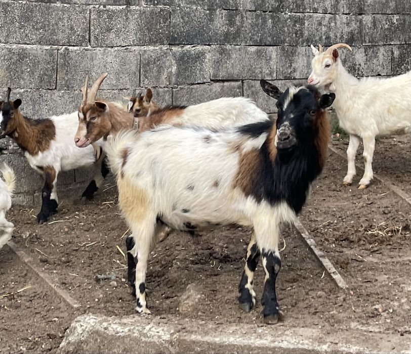 5 cabras prenhas raça ãna e 1 chivo  ( vendo separado )