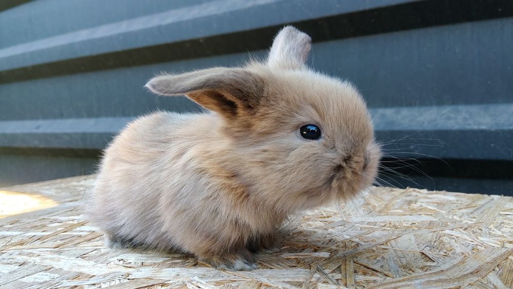 Malutkie Króliczki MINI LOP odrobaczone zaszczepione