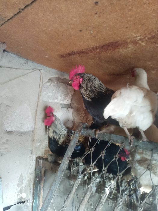 Петухи топтуны...