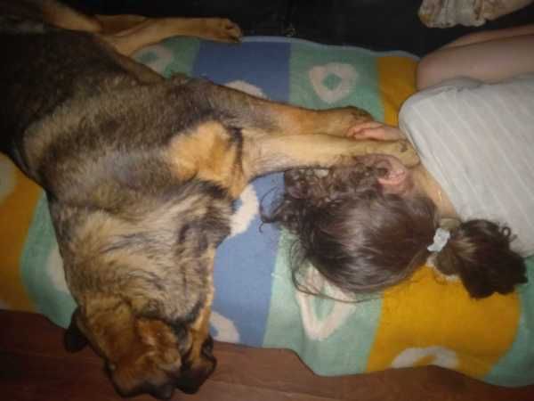 szczeniak labrador owczarek pies w dobre rece