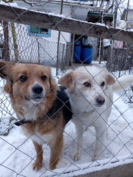 Охорона. Дівчатка в хороші руки. Собака в хороші руки.