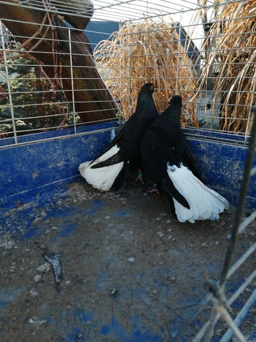 Szariki orliki Białostockie