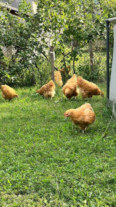 Продам молодняк Орпінтонів.
