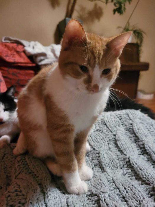 do ADOPCJI cudny rudy Placek wyjątkowy miziak i przytulak szuka domku