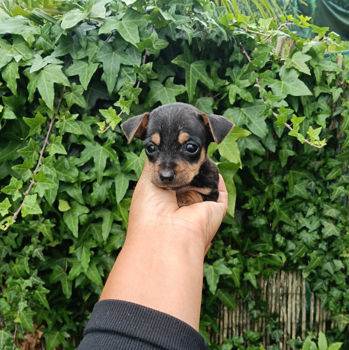 Pinscher super mini