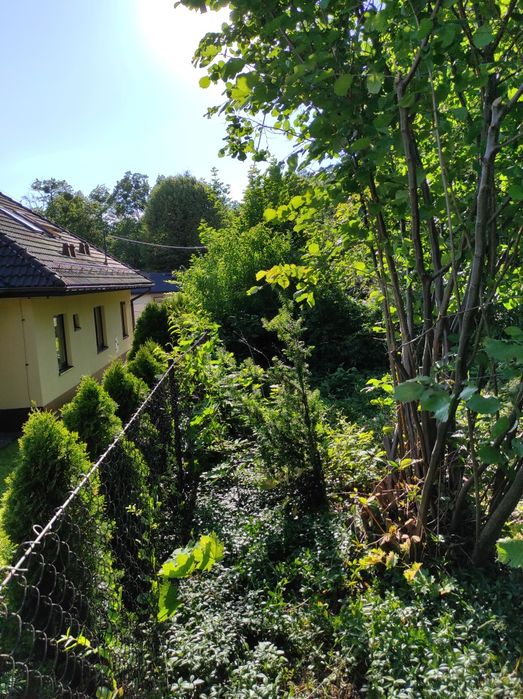 Wycinka i przycinanie  drzew-tui- krzewów, koszenie, równanie terenu