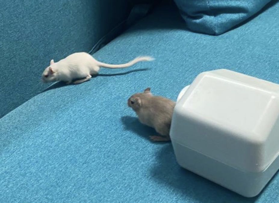 Мышки монгольські Піщанки Декоративные мышки