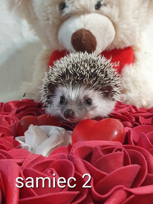 Jeż pigmejski jez afrykański