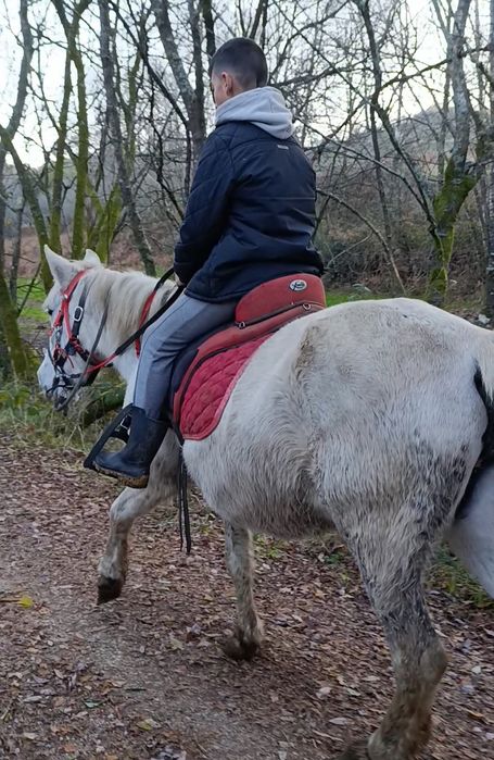 égua  com livro verde muito mansa