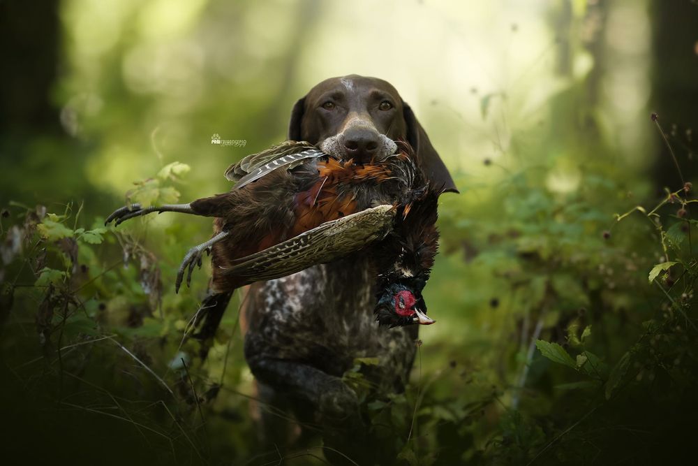 Wyżeł niemiecki krótkowłosy- szczeniaki  „Znad Odrzańskich Pól” FCI