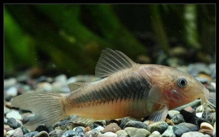 Kirys spiżowy - corydoras aeneus
