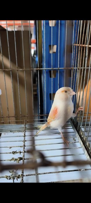 Machos e Fêmeas 2025