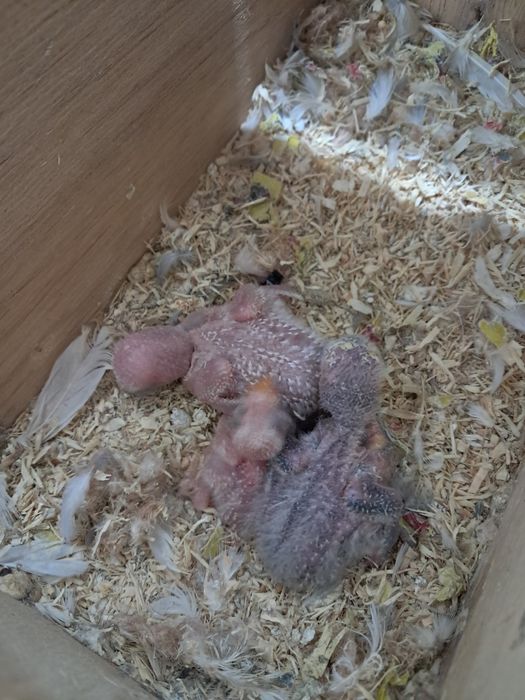 Agapornis roseicollis para criar á mão