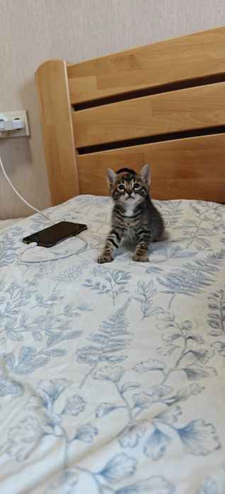 Бенгальські кошенята