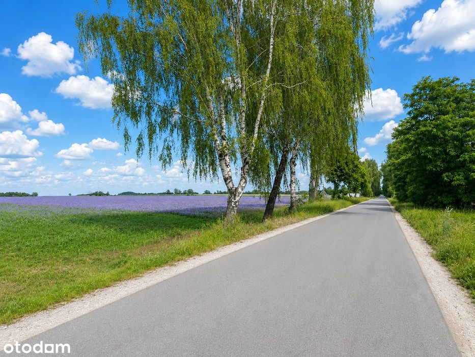 Działki 3000 m² w malowniczej okolicy – Gmina Jeżewo - Widok 2